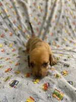Girl 4 dapple, a female Miniature Dachshund for sale in Phoenix, AZ – 3 of 3