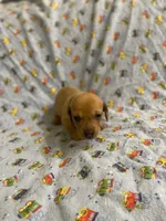 Girl 2 dapple , a female Miniature Dachshund for sale in Phoenix, AZ – 3 of 4