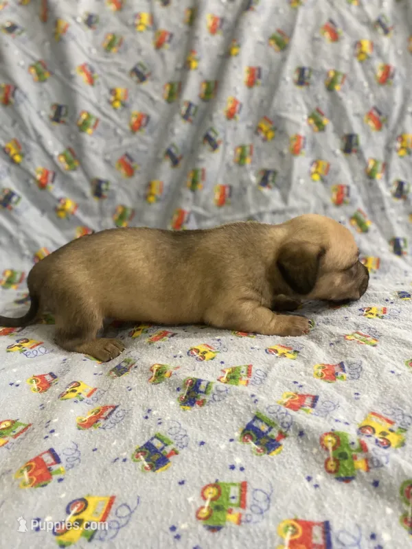 Girl 3 long hair  – Miniature Dachshund puppy for sale in Phoenix, AZ