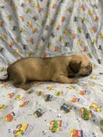 Girl 3 long hair , a female Miniature Dachshund for sale in Phoenix, AZ – 1 of 3