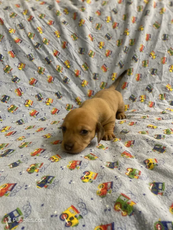 Girl 2 dapple  – Miniature Dachshund puppy for sale in Phoenix, AZ