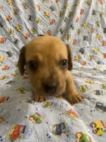 Girl 4 dapple, a female Miniature Dachshund for sale in Phoenix, AZ – 2 of 3