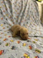 Girl 1 long hair , a female Miniature Dachshund for sale in Phoenix, AZ – 4 of 5
