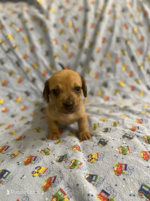 Girl 4 dapple – Miniature Dachshund puppy for sale in Phoenix, AZ