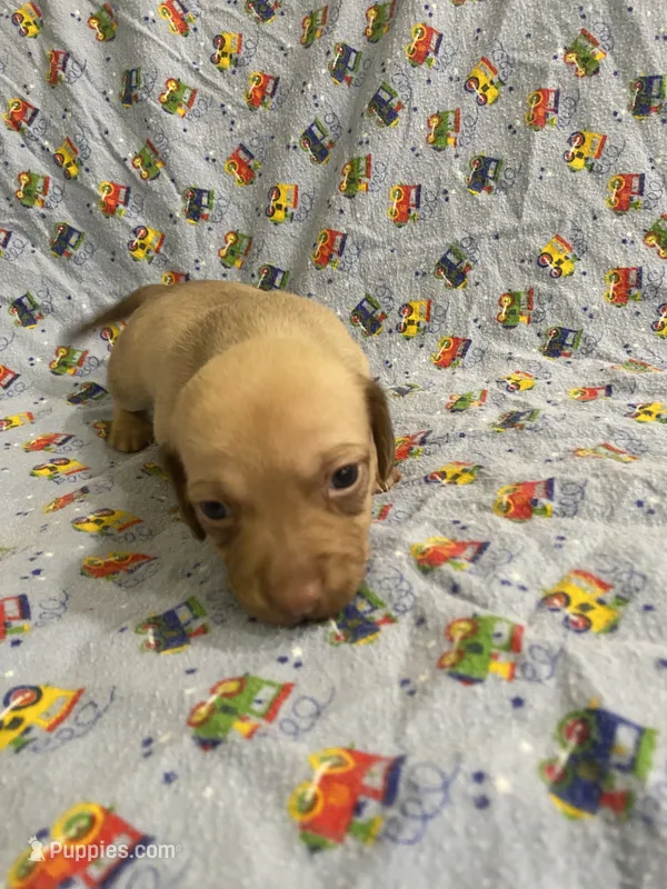 Girl 1 long hair  – Miniature Dachshund puppy for sale in Phoenix, AZ