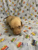 Girl 1 long hair , a female Miniature Dachshund for sale in Phoenix, AZ – 1 of 5