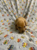 Girl 2 dapple , a female Miniature Dachshund for sale in Phoenix, AZ – 2 of 4