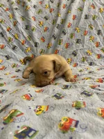 Girl 1 long hair , a female Miniature Dachshund for sale in Phoenix, AZ – 3 of 5