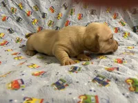 Girl 1 long hair , a female Miniature Dachshund for sale in Phoenix, AZ – 2 of 5