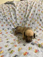 Girl 3 long hair , a female Miniature Dachshund for sale in Phoenix, AZ – 3 of 3