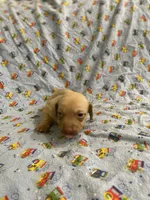 Girl 1 long hair , a female Miniature Dachshund for sale in Phoenix, AZ – 5 of 5