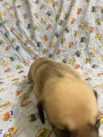 Girl 3 long hair , a female Miniature Dachshund for sale in Phoenix, AZ – 2 of 3