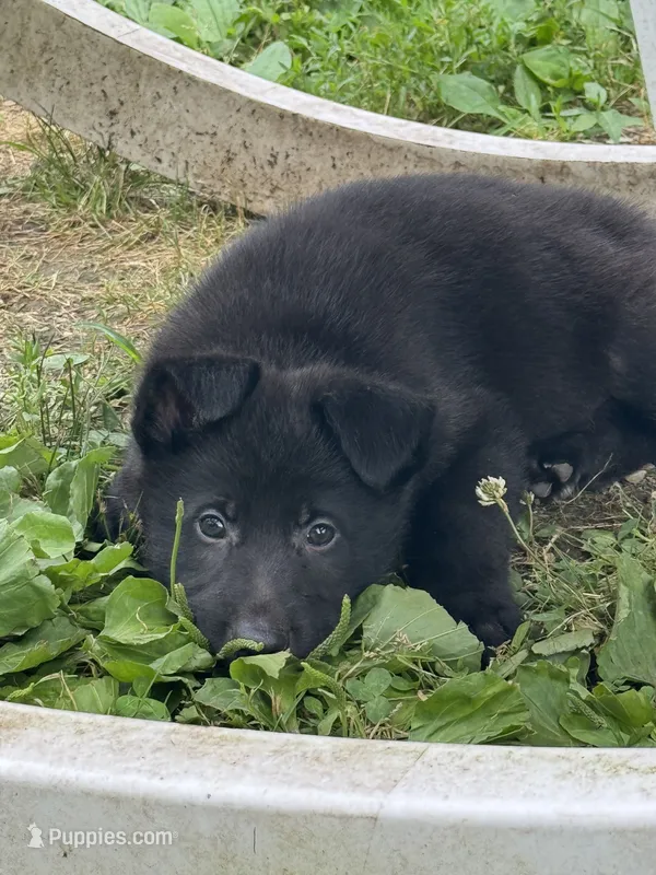 Jasper- Green Collar Boy – German Shepherd Dog puppy for sale in Mexico, MO