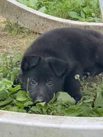 Jasper- Green Collar Boy, a male German Shepherd Dog for sale in Mexico, MO – 1 of 10