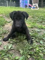 Gemma-Yellow Collar Girl, a female German Shepherd Dog for sale in Mexico, MO – 9 of 9
