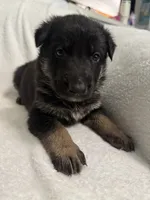 Cole- Blue Collar Boy, a male German Shepherd Dog for sale in Mexico, MO – 7 of 10