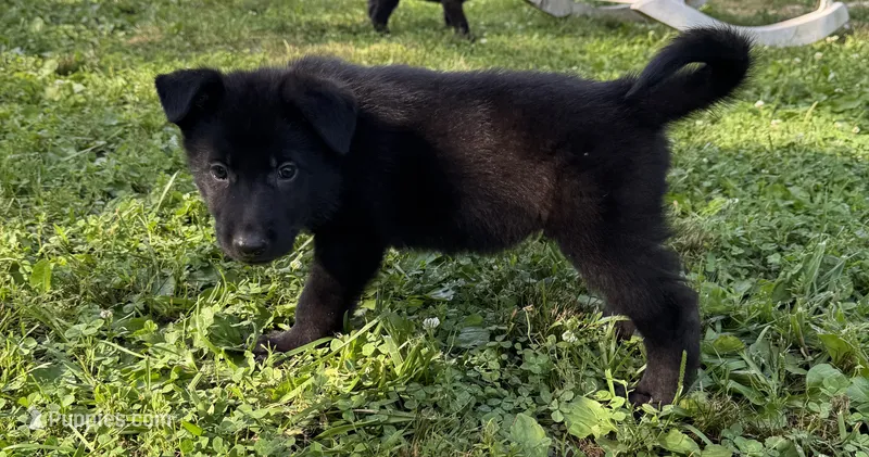 Stone- Beige Collar Boy  – German Shepherd Dog puppy for sale in Mexico, MO
