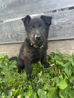Jasper- Green Collar Boy, a male German Shepherd Dog for sale in Mexico, MO – 10 of 10