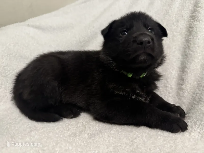 Jasper- Green Collar Boy – German Shepherd Dog puppy for sale in Mexico, MO