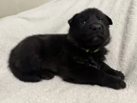 Jasper- Green Collar Boy, a male German Shepherd Dog for sale in Mexico, MO – 1 of 8
