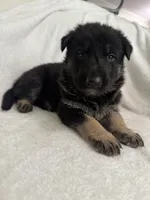 Jet, a male German Shepherd Dog for sale in Mexico, MO – 4 of 10