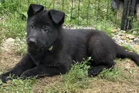 Jasper- Green Collar Boy, a male German Shepherd Dog for sale in Mexico, MO – 5 of 10