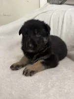 Jet, a male German Shepherd Dog for sale in Mexico, MO – 9 of 10