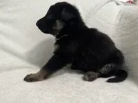 Diamond, a female German Shepherd Dog for sale in Mexico, MO – 2 of 6