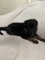 Cole- Blue Collar Boy, a male German Shepherd Dog for sale in Mexico, MO – 6 of 10
