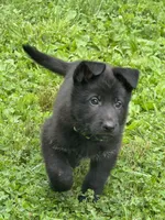 Jasper- Green Collar Boy, a male German Shepherd Dog for sale in Mexico, MO – 3 of 10