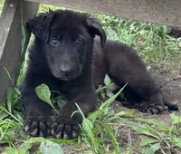 Onyx- Black Collar Boy , a male German Shepherd Dog for sale in Mexico, MO – 6 of 6
