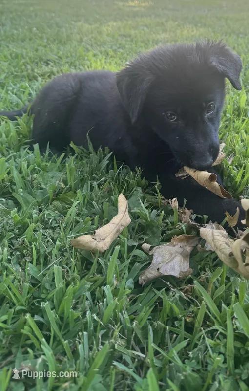 Stone- Beige Collar Boy  – German Shepherd Dog puppy for sale in Mexico, MO