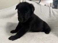 Onyx- Black Collar Boy , a male German Shepherd Dog for sale in Mexico, MO – 2 of 10