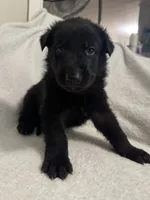 Onyx- Black Collar Boy , a male German Shepherd Dog for sale in Mexico, MO – 7 of 10