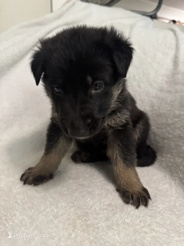 Cole- Blue Collar Boy – German Shepherd Dog puppy on hold in Mexico, MO