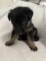 Cole- Blue Collar Boy, a male German Shepherd Dog for sale in Mexico, MO – 1 of 10