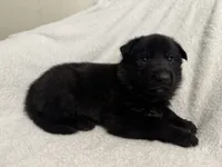 Jasper- Green Collar Boy, a male German Shepherd Dog for sale in Mexico, MO – 7 of 8