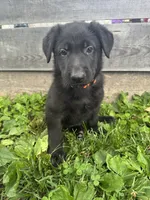 Rocco- Orange Collar Boy, a male German Shepherd Dog for sale in Mexico, MO – 10 of 10