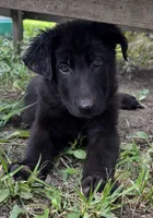 Onyx- Black Collar Boy , a male German Shepherd Dog for sale in Mexico, MO – 5 of 6