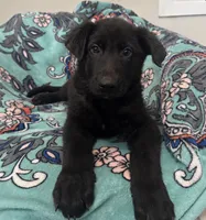 Onyx- Black Collar Boy , a male German Shepherd Dog for sale in Mexico, MO – 4 of 6