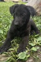 Gemma-Yellow Collar Girl, a female German Shepherd Dog for sale in Mexico, MO – 7 of 9