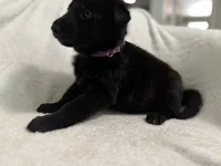 Jade-Purple Collar Girl, a female German Shepherd Dog for sale in Mexico, MO – 8 of 10
