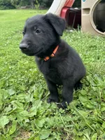 Rocco- Orange Collar Boy, a male German Shepherd Dog for sale in Mexico, MO – 7 of 10