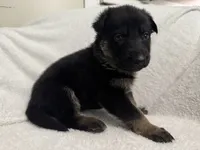 Diamond, a female German Shepherd Dog for sale in Mexico, MO – 5 of 6