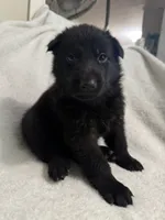 Stone- Beige Collar Boy , a male German Shepherd Dog for sale in Mexico, MO – 8 of 10