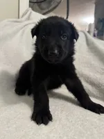 Onyx- Black Collar Boy , a male German Shepherd Dog for sale in Mexico, MO – 5 of 10