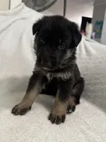 Cole- Blue Collar Boy, a male German Shepherd Dog for sale in Mexico, MO – 9 of 10