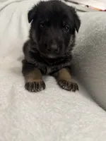 Cole- Blue Collar Boy, a male German Shepherd Dog for sale in Mexico, MO – 4 of 10