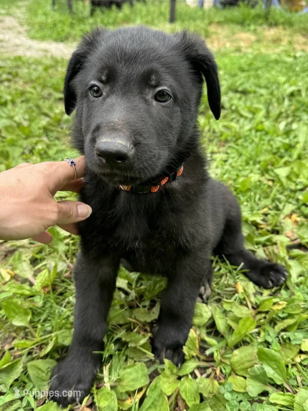 Rocco- Orange Collar Boy – German Shepherd Dog puppy for sale in Mexico, MO