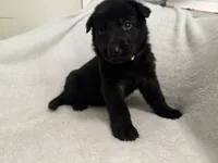 Gemma-Yellow Collar Girl, a female German Shepherd Dog for sale in Mexico, MO – 10 of 10